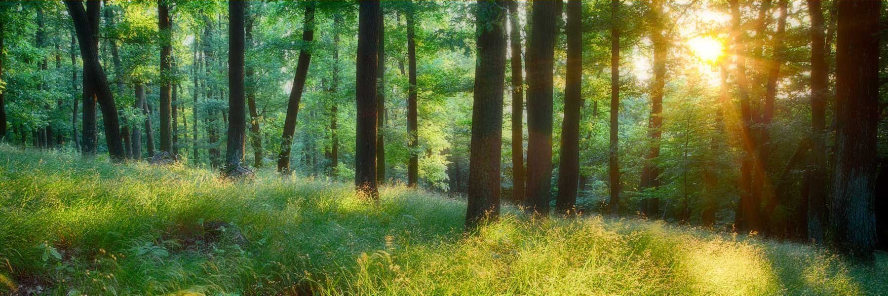 Anna Phillips Charity Anglesey